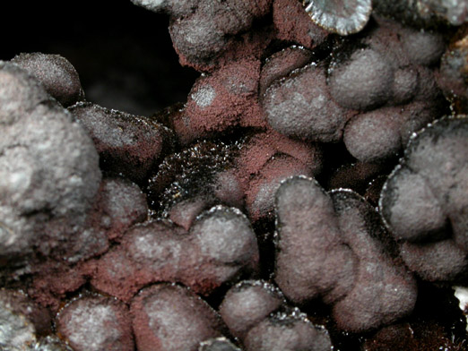 Goethite and Manganite pseudomorphs after Calcite from Black Rock, Hants County, Nova Scotia, Canada