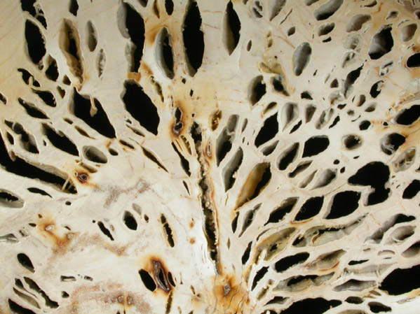 Quartz var. Chalcedony pseudomorph after Wood (Petrified Wood) from (Catahoula Formation), (Texas)