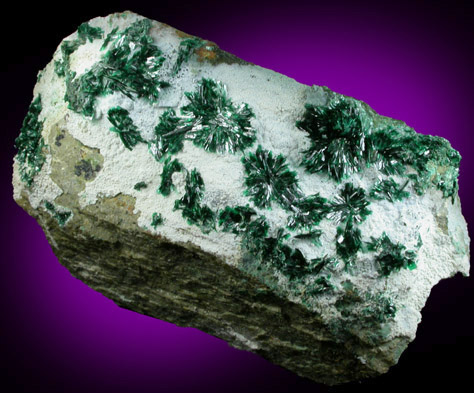 Atacamite on Halloysite from Mina la Farola, Copiapo, Atacama Desert, Chile (Type Locality for Atacamite)