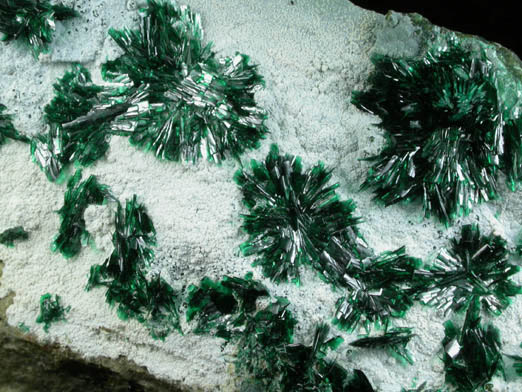 Atacamite on Halloysite from Mina la Farola, Copiapo, Atacama Desert, Chile (Type Locality for Atacamite)