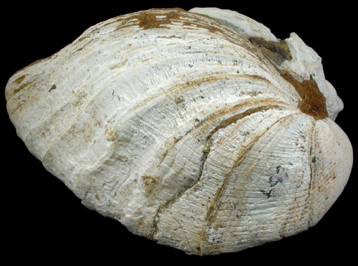 Vivianite in fossilized clam from Kerch Iron-Ore Basin, astern Crimea, Ukraine