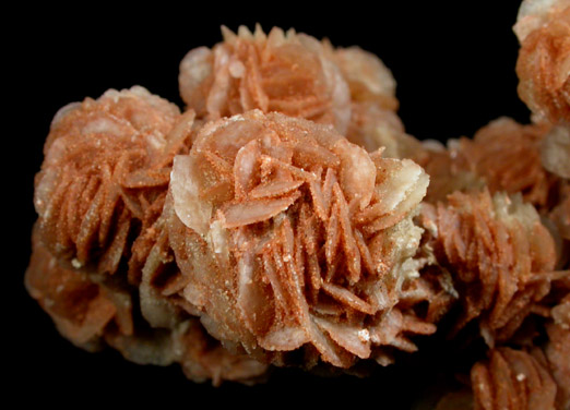 Gypsum var. Desert Rose from (near Paducah), (Cottle County), Texas