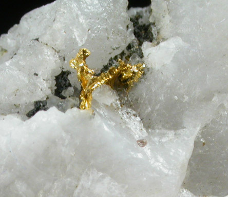 Gold in Quartz from Nova Scotia, Canada