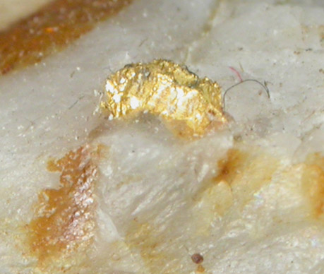 Gold in Quartz from Nova Scotia, Canada