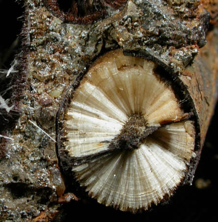 Aragonite pseudomorphs after Belemnites from Mullica Hill, Gloucester County, New Jersey