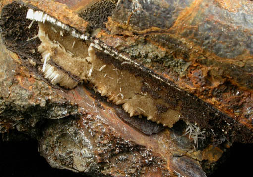 Aragonite pseudomorphs after Belemnites from Mullica Hill, Gloucester County, New Jersey