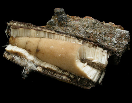 Aragonite pseudomorphs after Belemnite from Mullica Hill, Gloucester County, New Jersey