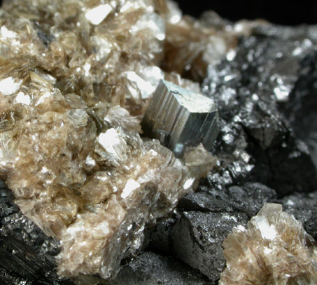 Arsenopyrite and Muscovite on Ferberite from Panasqueira Mine, Barroca Grande, 21 km. west of Fundao, Castelo Branco, Portugal