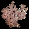 Copper (crystallized) from Cornwall Iron Mines, Upper Levels, Cornwall, Lebanon County, Pennsylvania