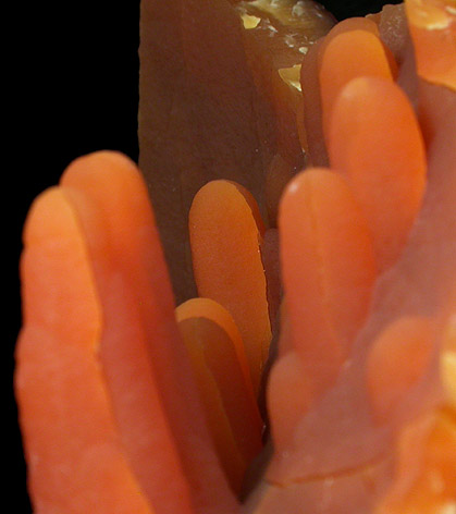 Calcite (stalactitic) from Bud Ehrle Locality, near Miles City, Carter County, Montana