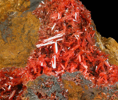 Crocoite from Dundas, Tasmania, Australia