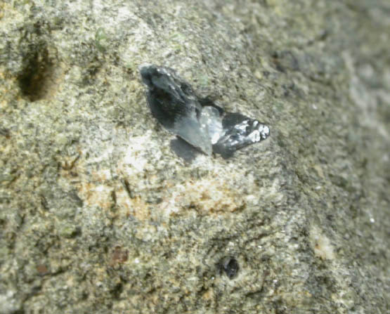 Corundum var. Sapphire-rich Lamproite Dike from Yogo Gulch Sapphire Mine, Judith Basin County, Montana