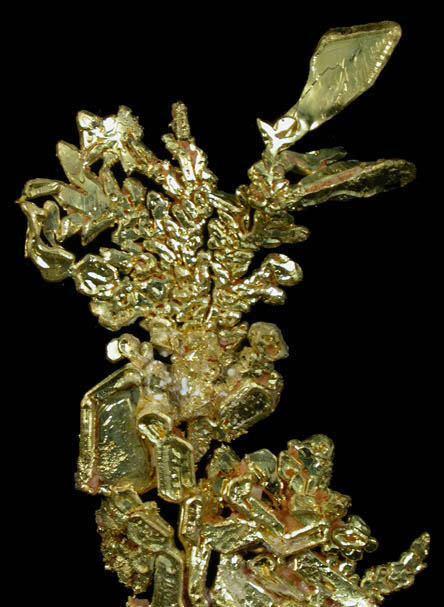 Gold from Eagle's Nest Mine, Michigan Bluff District, Placer County, California