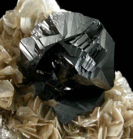 Cassiterite (twinned crystals) on Muscovite from Xuebaoding Mountain near Pingwu, Sichuan Province, China