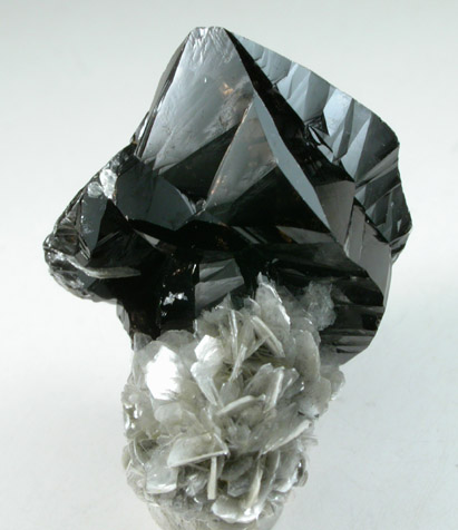 Cassiterite (twinned crystals) on Muscovite from Xuebaoding Mountain near Pingwu, Sichuan Province, China