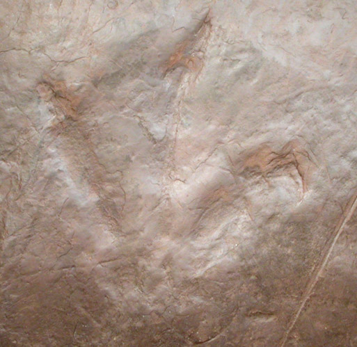 Fossilized Dinosaur Track (Grallator) from UBC Quarry, Clifton, Passaic County, New Jersey