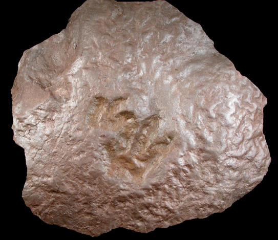 Fossilized Dinosaur Tracks (Batrachopus) from UBC Quarry, Clifton, Passaic County, New Jersey