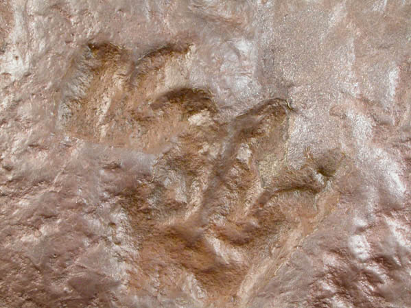 Fossilized Dinosaur Tracks (Batrachopus) from UBC Quarry, Clifton, Passaic County, New Jersey