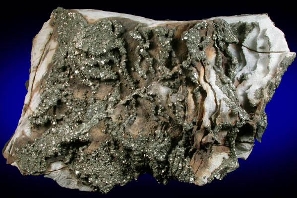 Pyrite on Limestone from Rensselaer Quarry, Pleasant Ridge, 6 km east of Rensselaer, Jasper County, Indiana