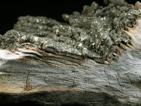 Pyrite on Limestone from Rensselaer Quarry, Pleasant Ridge, 6 km east of Rensselaer, Jasper County, Indiana