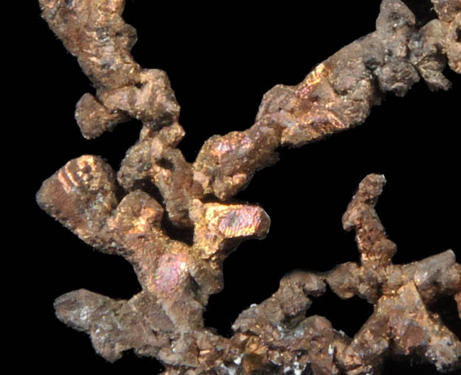 Copper (dendritic crystals) from Cape Spencer, Nova Scotia, Canada