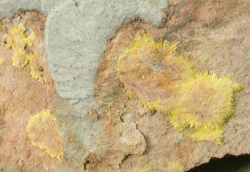 Haynesite from Repete Mine, San Juan County, Utah (Type Locality for Haynesite)