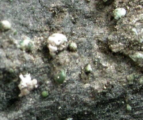 Anorthominasragrite, Orthominasragrite, Szomolnokite, Pyrite from North Mesa Mine, San Rafael District, Emery County, Utah (Type Locality for Anorthominasragrite and Orthominasragrite)