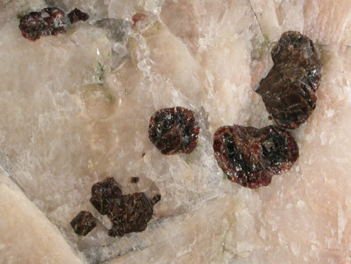 Almandine Garnet in Albite-Microcline from Harlem Meer Reconstruction Site, Central Park, Manhattan Island, New York City, New York County, New York