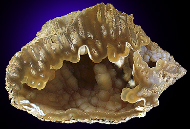 Quartz var. Agate pseudomorphs after Coral (Tampa Bay Coral) from Tampa Bay, Hillsborough County, Florida