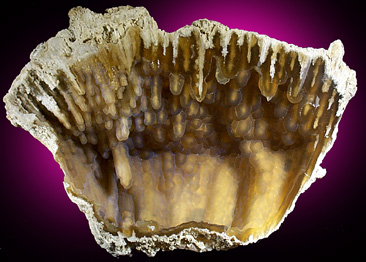 Quartz var. Agate pseudomorphs after Coral (Tampa Bay Coral) from Tampa Bay, Hillsborough County, Florida