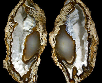 Quartz var. Agate pseudomorphs after Coral (Tampa Bay Coral) from Tampa Bay, Hillsborough County, Florida