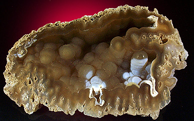 Quartz var. Agate pseudomorphs after Coral (Tampa Bay Coral) from Tampa Bay, Hillsborough County, Florida