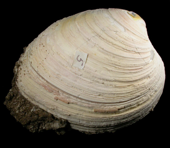 Calcite in Fossilized Clam from Florida