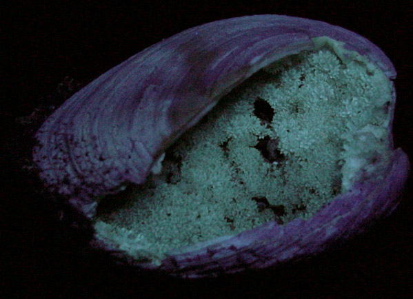 Calcite in Fossilized Clam from Florida