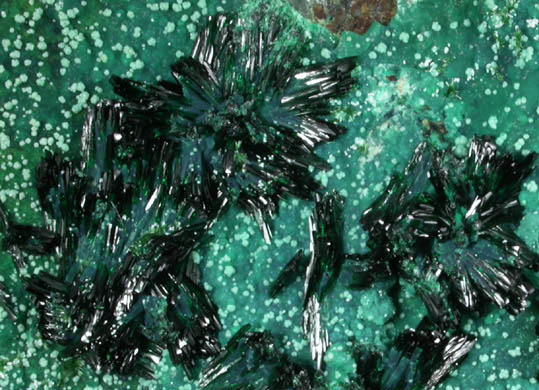 Atacamite on Chrysocolla with Halloysite from Mina la Farola, Copiapo, Atacama Desert, Chile (Type Locality for Atacamite)