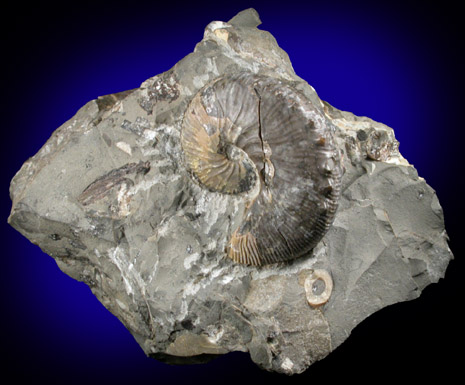 Fossilized Hoploscaphites Nebrascensis from Fox Hills Formation, Pennington County, South Dakota