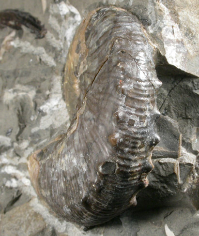 Fossilized Hoploscaphites Nebrascensis from Fox Hills Formation, Pennington County, South Dakota