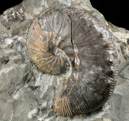 Fossilized Hoploscaphites Nebrascensis from Fox Hills Formation, Pennington County, South Dakota