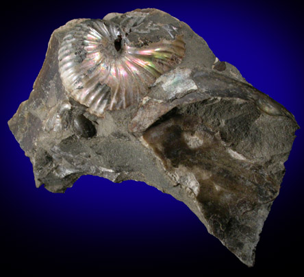 Fossilized Discoscaphites Conradi from Fox Hills Formation, Pennington County, South Dakota