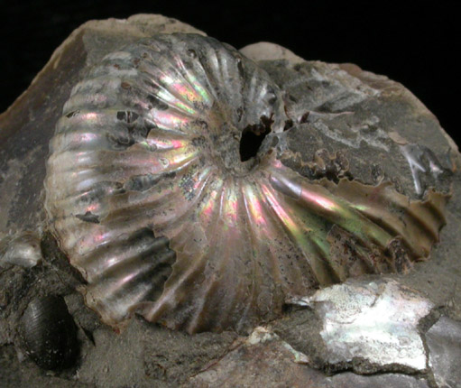 Fossilized Discoscaphites Conradi from Fox Hills Formation, Pennington County, South Dakota