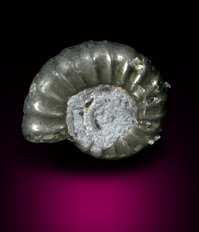 Fossil Ammonite from England