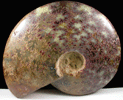 Fossilized Ammonite, Cleonceras sp. from lower Cretaceous, Mahajanga, Madagascar