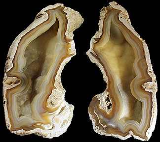 Quartz var. Agate pseudomorphs after Coral (Tampa Bay Coral) from Tampa Bay, Hillsborough County, Florida