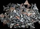 Fossilized Shark Teeth from Casey Key, Sarasota County, Florida