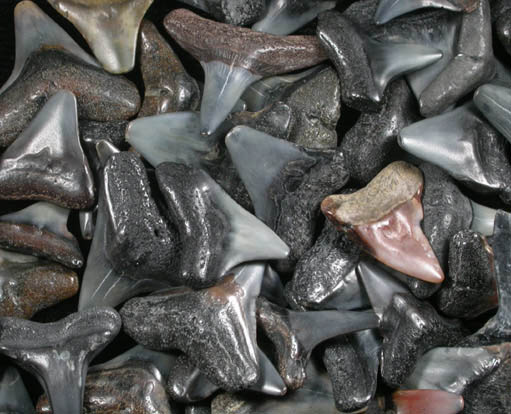 Fossilized Shark Teeth from Casey Key, Sarasota County, Florida