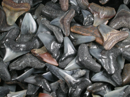 Fossilized Shark Teeth from Casey Key, Sarasota County, Florida