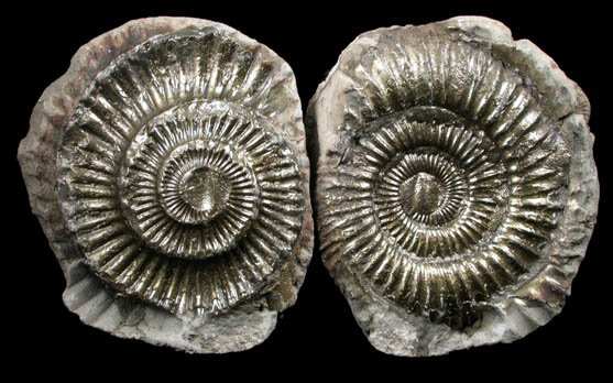 Fossilized Dactylioceras from Whitby Area, North Yorkshire, England