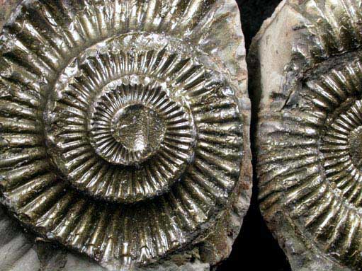 Fossilized Dactylioceras from Whitby Area, North Yorkshire, England