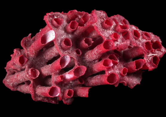 Organ Pipe Coral (Tubipora Musica) from Bahama Islands