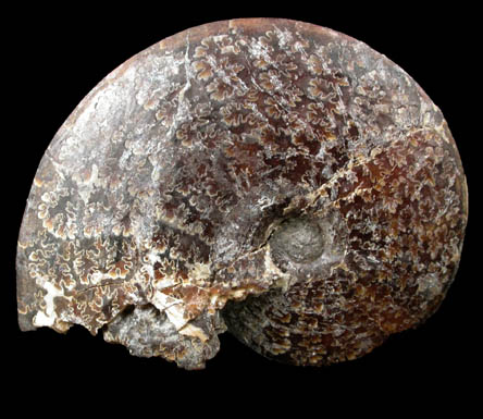 Fossilized Sphenodiscus from Fox Hills Formation, Pennington County, South Dakota